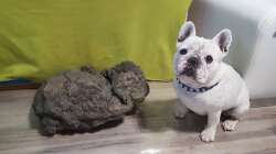 Riverstone Q  mein Bully passt auf :D 