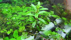 Emerser Proserpinaca palustris-Trieb mit Blüten