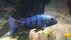 Fossorochromis Rostratus