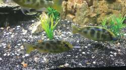 Nimbochromis Venustus