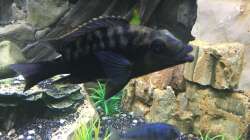 Buccochromis Rhoadesi