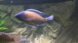 Copadichromis Kadango