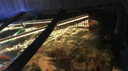 Fluval fx6 Auslass man sieht hier schön was er für eine super Strömung macht 