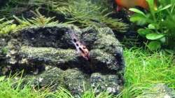 Corydoras habrosus 30.01.17