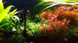 Pogostemon Helferi aufsitzend 30.01.17