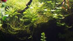 Pogostemon Helferi aufsitzend