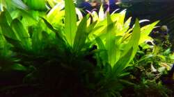 Riesenwasserfreund 30.01.17