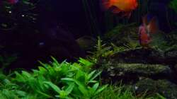 Zwergnadelsimse&Staurogyne 30.01.17