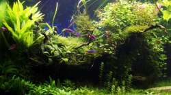 Pflanzen im Aquarium Outta Jungle(aufgelöst)