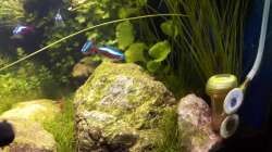 Tropica CO2 Diffusor