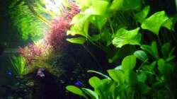 von der Seite rechts 30.01.17