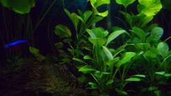 grüne Lobelia 30.01.17