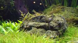 Die Steine vermoosen 30.01.17