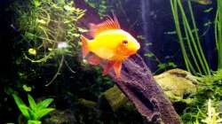 goldener Schmettelingsbuntbarsch 30.01.17