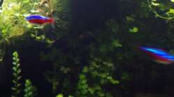 Besatz im Aquarium Outta Jungle(aufgelöst)