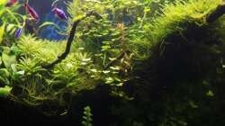 Pflanzen im Aquarium Outta Jungle(aufgelöst)