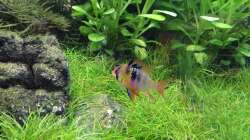 Schmettelingsbuntbarsch Weibchen 30.01.17