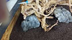 Dekoration im Aquarium Outta Jungle(aufgelöst)