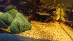 Besatz im Aquarium Beni