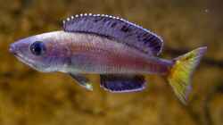 Cyprichromis leptosoma Kitumba