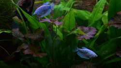 Besatz im Aquarium "the green one"