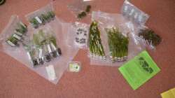 Aquarium "the green one"