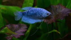 Besatz im Aquarium "the green one"