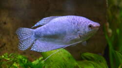 Besatz im Aquarium "the green one"