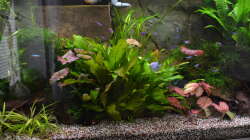 Pflanzen im Aquarium "the green one"