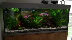 Pflanzen im Aquarium "the green one"