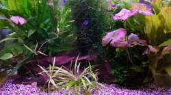 Pflanzen im Aquarium "the green one"