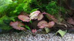 Pflanzen im Aquarium "the green one"