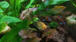 Pflanzen im Aquarium "the green one"