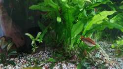 Pflanzen im Aquarium "the green one"