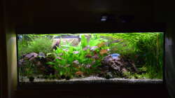 Aquarium "the green one"