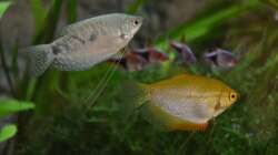 Besatz im Aquarium "the green one"