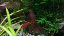 Pflanzen im Aquarium "the green one"