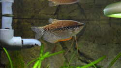 Besatz im Aquarium "the green one"