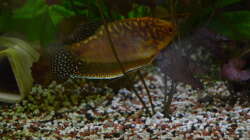 Besatz im Aquarium "the green one"