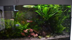 Pflanzen im Aquarium "the green one"