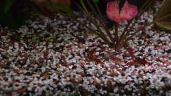 Besatz im Aquarium "the green one"