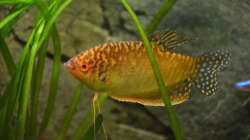 Besatz im Aquarium "the green one"