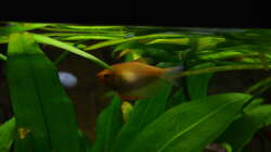 Besatz im Aquarium "the green one"