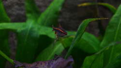 Besatz im Aquarium "the green one"