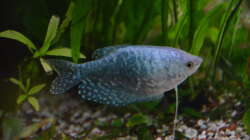 Besatz im Aquarium "the green one"