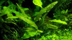 Pflanzen im Aquarium Dschungellichtung