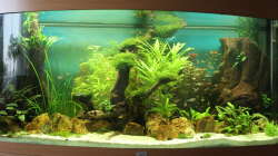 Aquarium Amazonas Urwald Panorama 260l