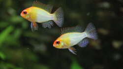 rote Schmetterlingsbuntbarsche (M)