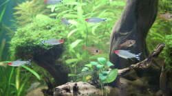 Rotkopfsalmler und rote Phantomsalmler