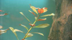 Ludwigia repens Rubin (Weinrote Rubin Ludwigia)